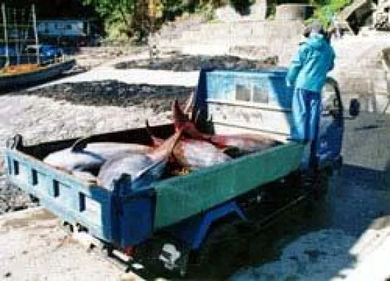 Bild: Japanische Fischer massakrieren Delfine