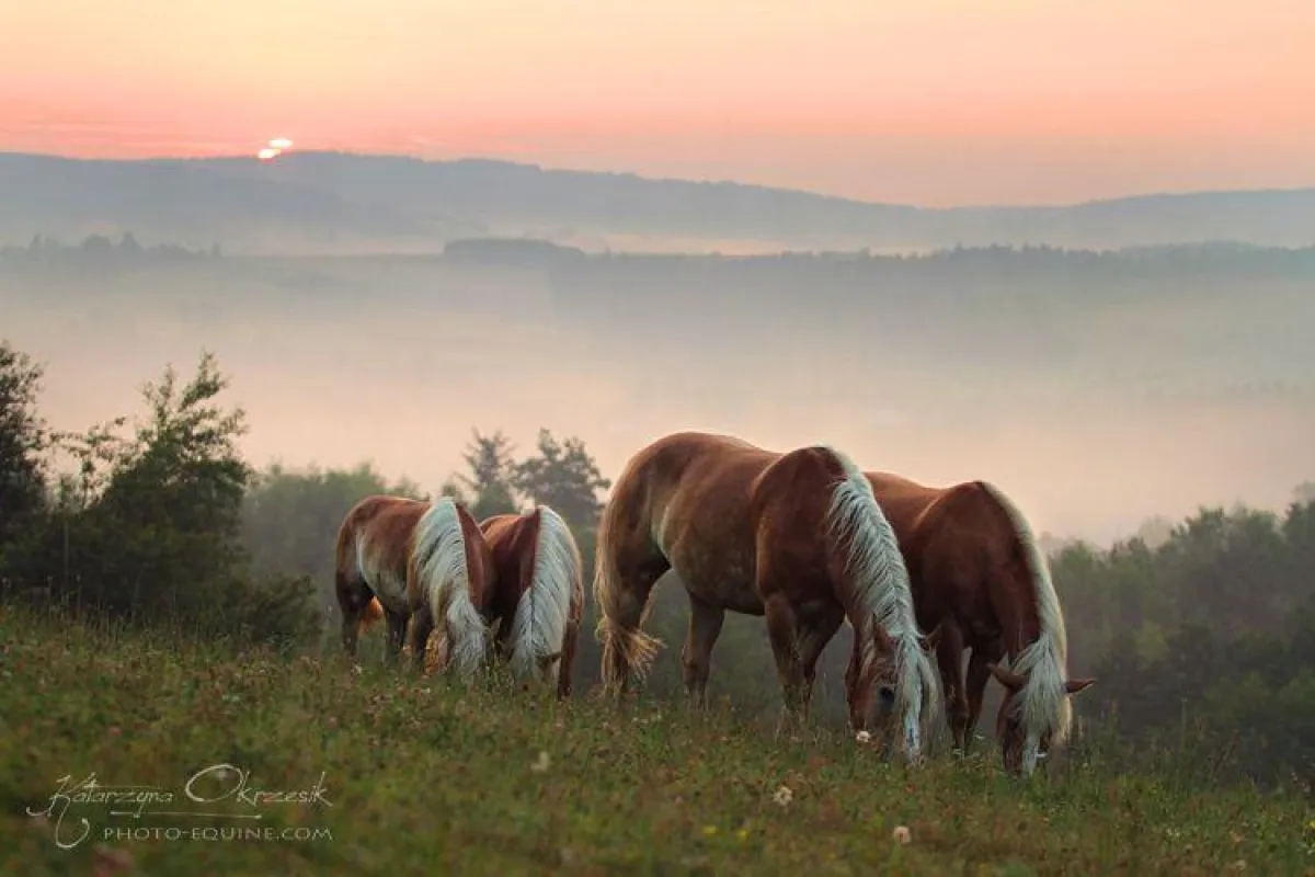 Gute Weidehygiene ist wichtig für eine nachhaltige Reduzierung des Wurmbefalls