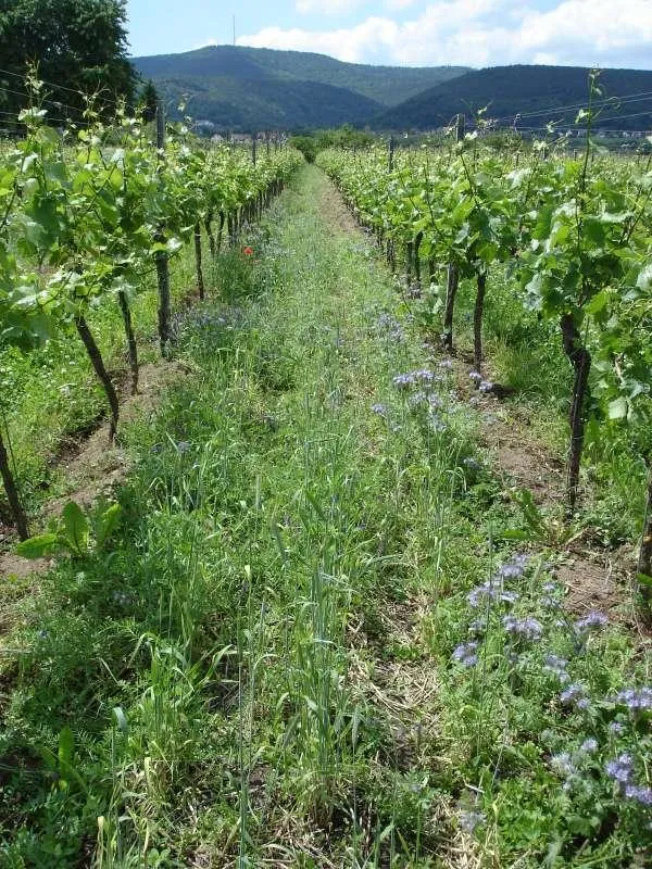 Bioweinanbau  Biodiversität durch artenreiche Untersaaten