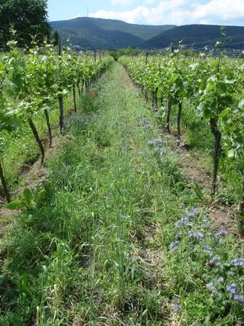 Bild: Biowein - natürlicher und unverfälschter Genuss