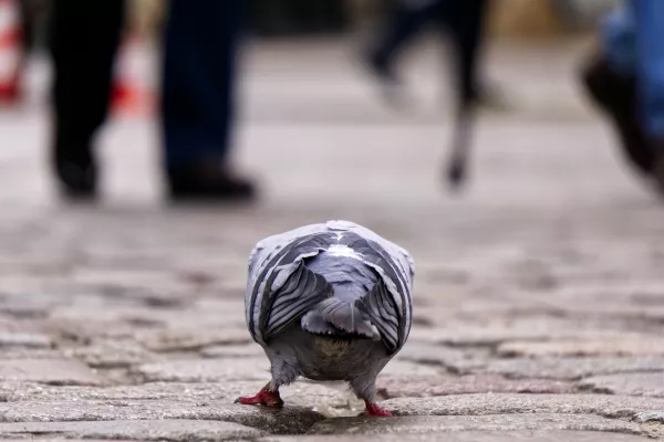 Bild: Der stationäre Handel muss sich verändern – jetzt ! Innenstadtsterben und mögliche Lösungsansätze
