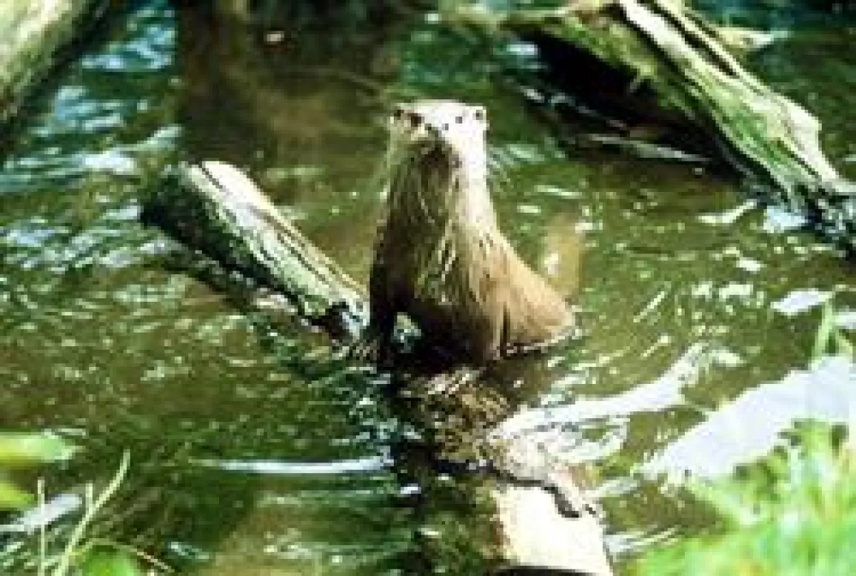 Otterzentrum Hankensbüttel