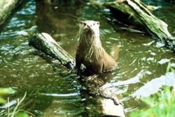 Bild: Naturerlebnis Otterzentrum Hankensbüttel