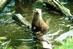 Bild: Naturerlebnis Otterzentrum Hankensbüttel