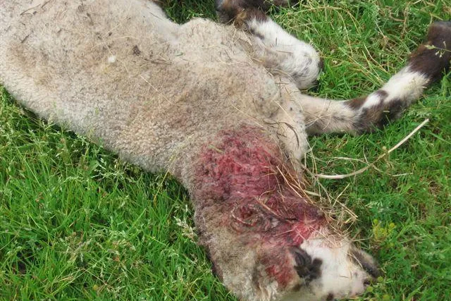 Tierquäler verstümmeln Lämmchen - Tierrechtsorganisation PETA setzt 500 EUR Belohnung aus Bild: Tierquäler verstümmeln Lämmchen - Tierrechtsorganisation PETA setzt 500 EUR Belohnung aus