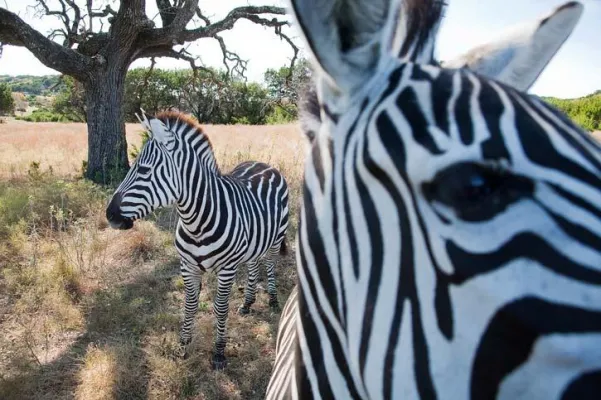 Bild: Fantastische Tier- und Naturfotografien von National Geographic jetzt bei Corbis