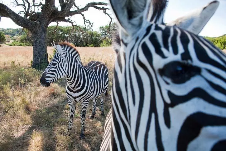 Bild: Fantastische Tier- und Naturfotografien von National Geographic jetzt bei Corbis