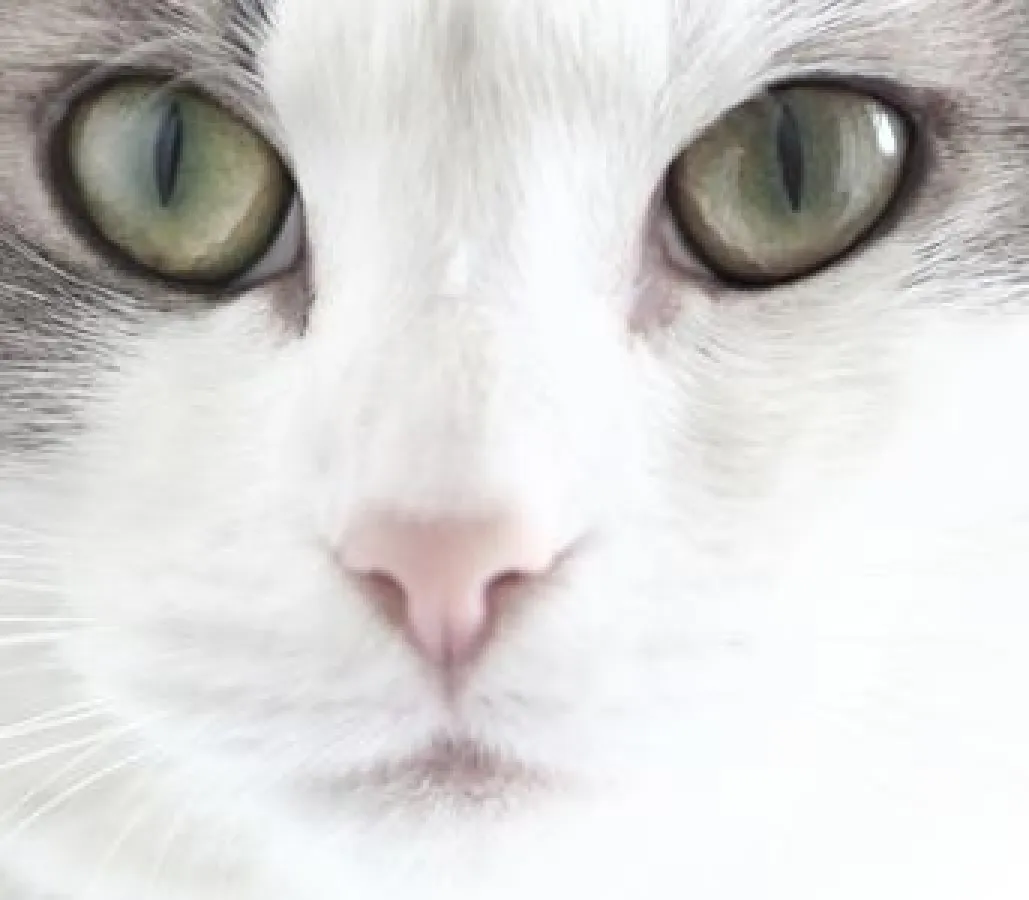 Kann leider nicht sprechen. Doch was eine Katze zu sagen hat, lässt sich auch auf andere Weise ermitteln.