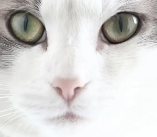 Bild: Mit der Katze auf Du und Du – Bonner Agentur bietet Beratung für Katzenhalter