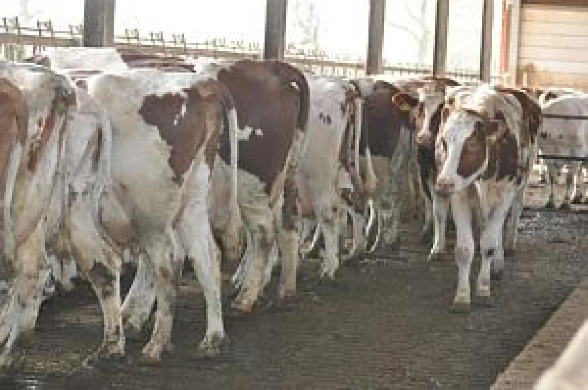 Kranke Kühe brauchen den Tierarzt