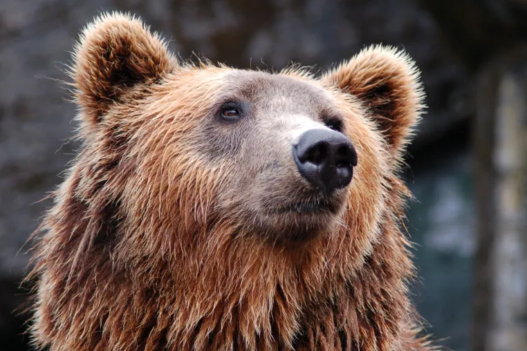 Contentbär: Neuer SEO Contest von SEO-Vergleich.de verspricht kreative Umsetzungen Bild: Contentbär: Neuer SEO Contest von SEO-Vergleich.de verspricht kreative Umsetzungen