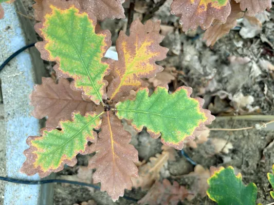 Bild: Wenn braune Blätter nicht Herbst bedeuten 