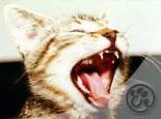 Bild: Tarife der Katzenversicherung wurden verbessert