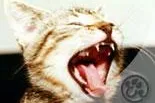 Bild: Tarife der Katzenversicherung wurden verbessert