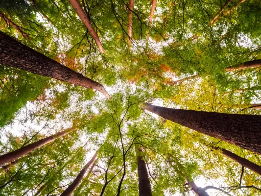 Bild: Blockchain-Technologie für transparente Nature Assets in Deutschland