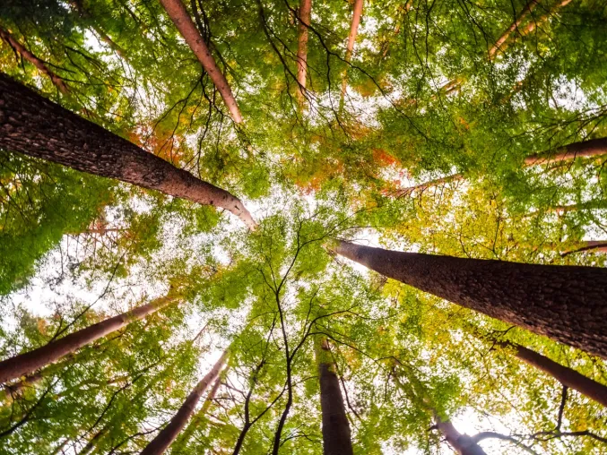 Bild: Blockchain-Technologie für transparente Nature Assets in Deutschland