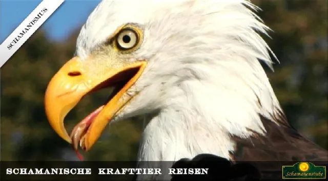 Bild: Schamanische Krafttier Reisen