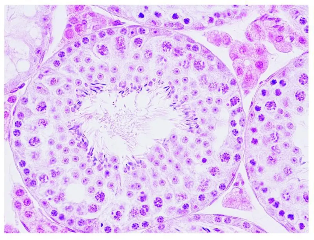 Mikroskopische Aufnahme eines Mäusehodens (Max-Planck-Institut für Biologie des Alterns)