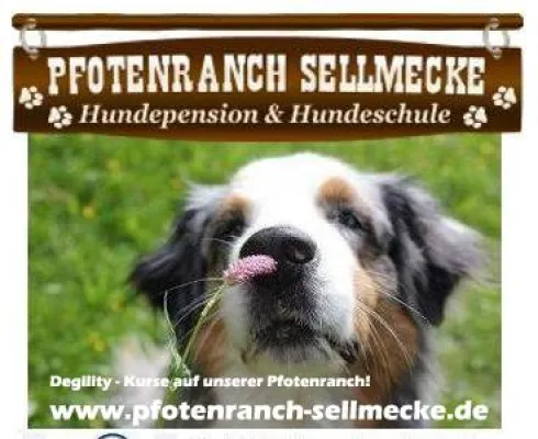 Bild: Hundeschule - Arbeiten mit positiver Verstärkung