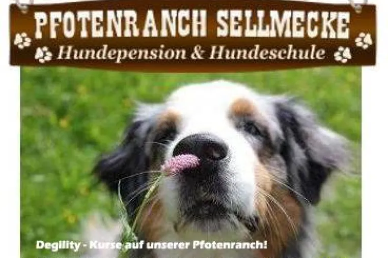 Hundeschule - Arbeiten mit positiver Verstärkung Bild: Hundeschule - Arbeiten mit positiver Verstärkung