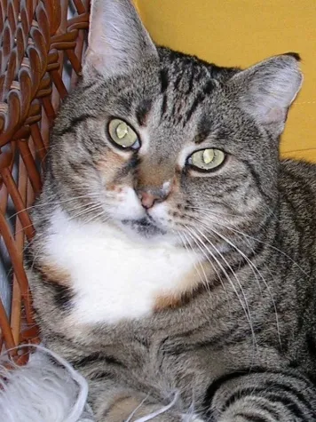 Bild: Single-Haushalt mit Katzen