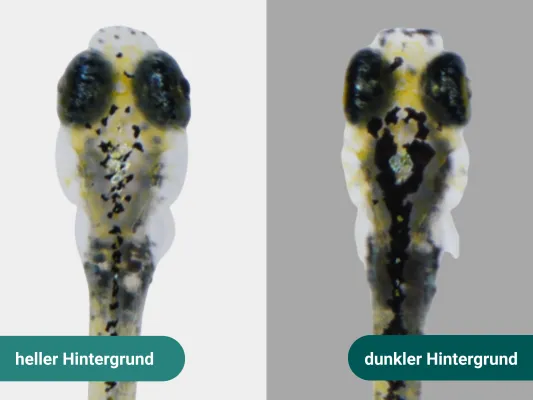 Bild: Wie ein Zebrafisch weiß, wann es Zeit zum Tarnen ist