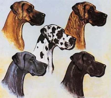 Bild: Deutsche-Doggen aus ganz Europa treffen sich zur Jubiläums-Rhein-Ruhr Schau in Oberhausen