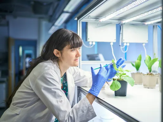 Bild: Blütenpflanzen nutzen ein Pseudoenzym für die Bildung von Indol