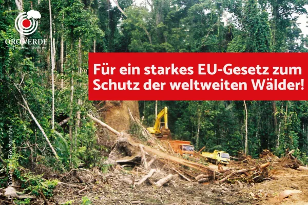 Bild: Entwurf der EU-Kommission setzt wichtiges Zeichen im Kampf gegen Entwaldung