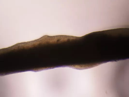 Bild: Kultiviertes Schweinefleisch mit natürlicher Kontraktionsfähigkeit aus pluripotenten Stammzellen