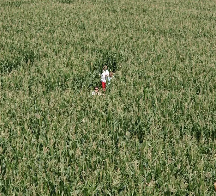 Ditzinger Maislabyrinth (Bild: Proplanta)