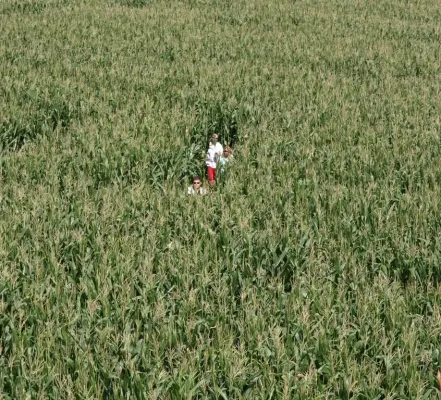 Bild: Maislabyrinthe in Deutschland eröffnet