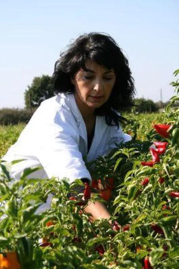 Rita Salvadori bei der Chili-Ernte