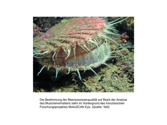 Bild: Telit-Technologie kommt im Umweltschutzprojekt MolluSCAN Eye zum Einsatz