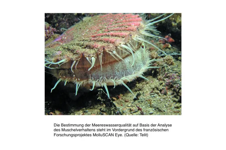 Bild: Telit-Technologie kommt im Umweltschutzprojekt MolluSCAN Eye zum Einsatz