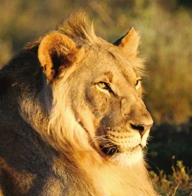 Bild: Dem Löwen die Zähne zeigen – auf Tuchfühlung mit der Wildnis