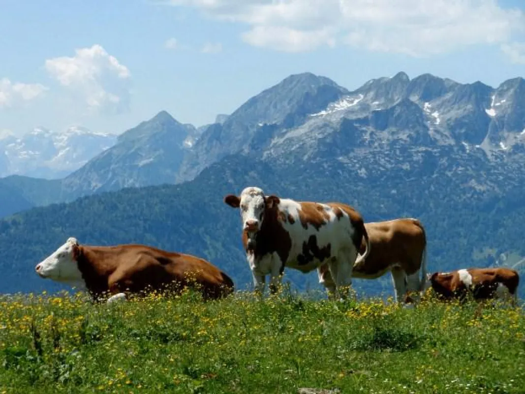 Foto: OÖ Seilbahnholding | Saftige Kräuterwiesen auf der Zwieselalm