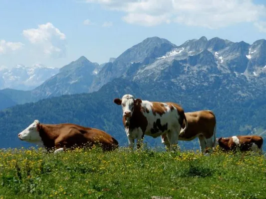 Bild: Alles Käse“ auf der Zwieselalm