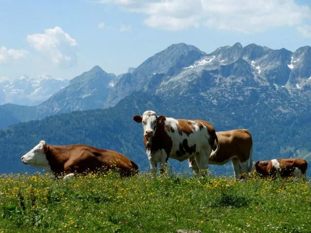 Bild: Alles Käse“ auf der Zwieselalm