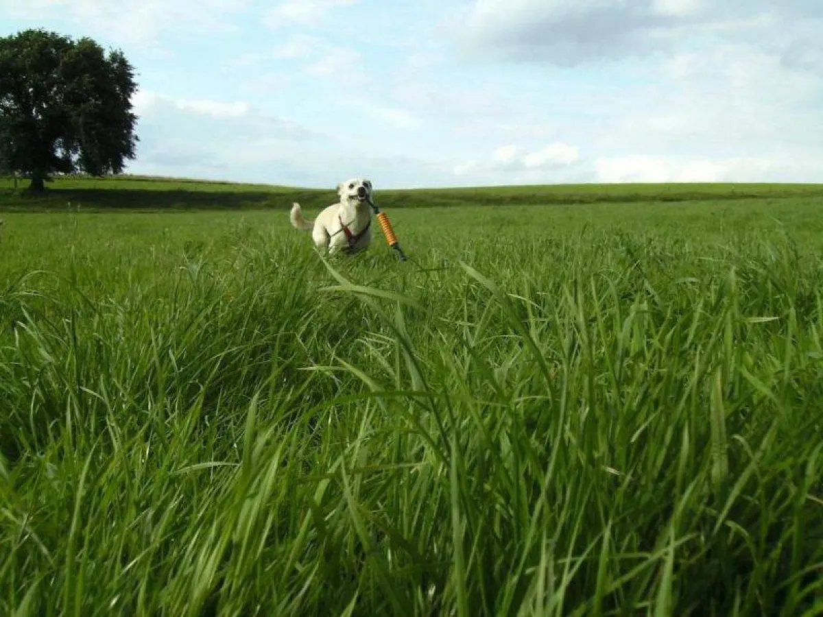 Die besten Locations zum Spielen, Toben und Gassi-Gehen!