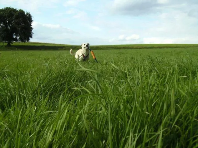 Bild: Stadthunde.com startet neues, interaktives Format 'Gassi-Tipps'