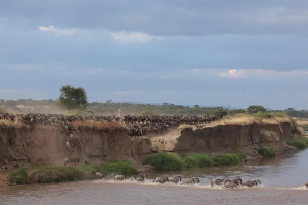 Bild: Weltweit erste Live-online-Übertragung der großen Gnuwanderung aus dem Masai-Mara-Nationalpark, Kenia