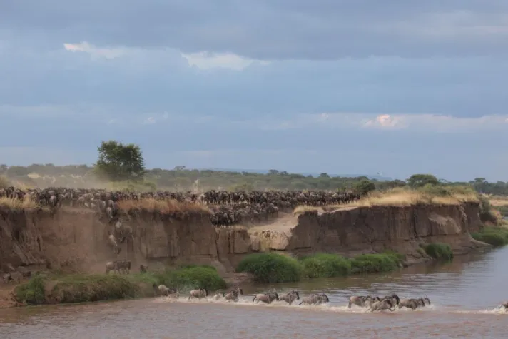 Bild: Weltweit erste Live-online-Übertragung der großen Gnuwanderung aus dem Masai-Mara-Nationalpark, Kenia