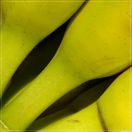 Bild: Klimawandel: Deutschland bald subtropische Bananenrepublik?