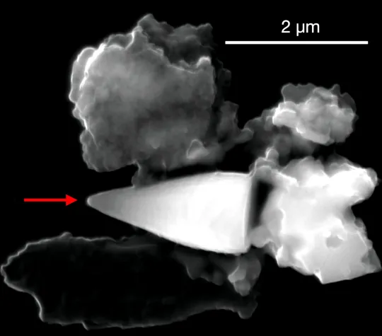Bild: Hatten manche Meereslebewesen im Paläozän einen inneren Kompass?