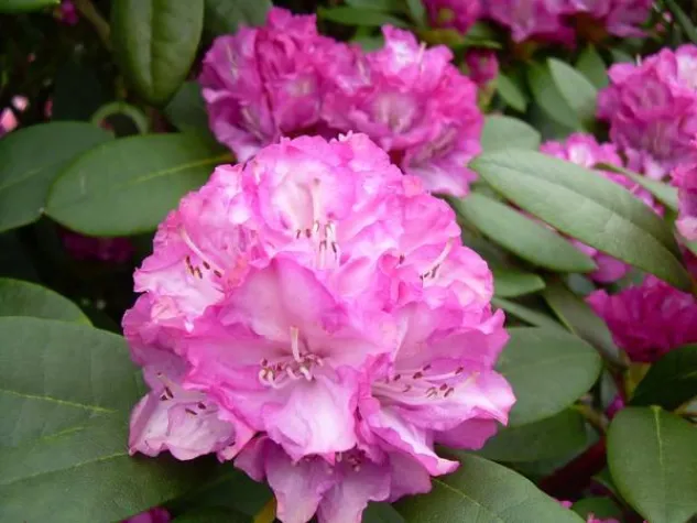 Bild: Rhododendron - Farbenpracht für den heimischen Garten - Trend 2013 im Überlick