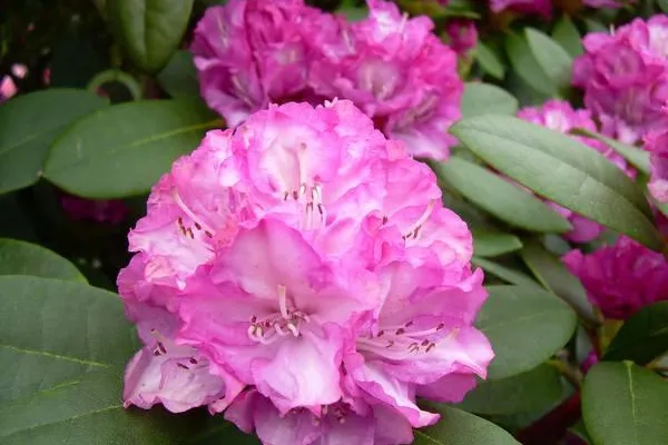 Rhododendron - Farbenpracht für den heimischen Garten - Trend 2013 im Überlick Bild: Rhododendron - Farbenpracht für den heimischen Garten - Trend 2013 im Überlick