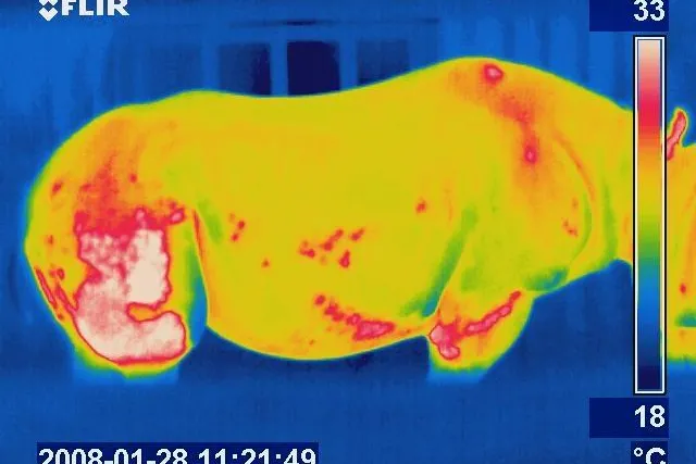 Bild: Thermografie der SWK beweist: Nashorn im Krefelder Zoo ist schwanger