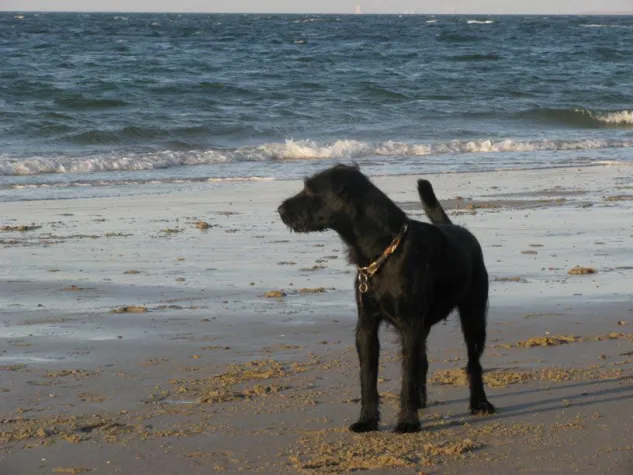 Bild: Badefreuden mit dem Hund