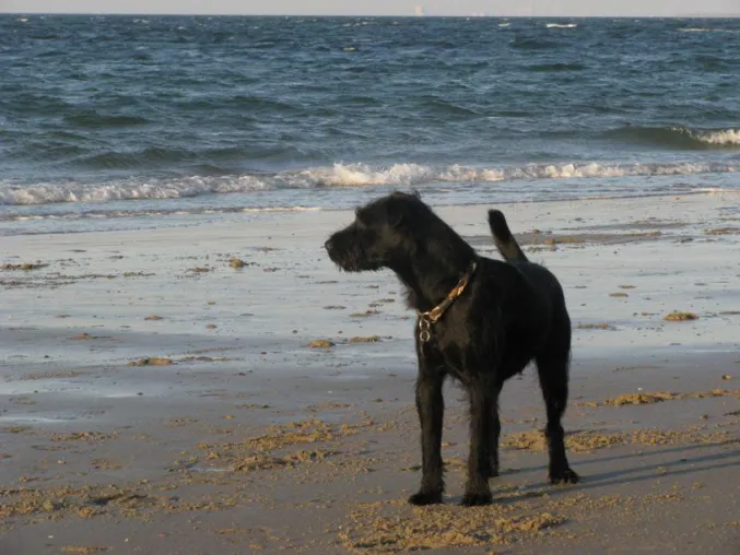 Bild: Badefreuden mit dem Hund